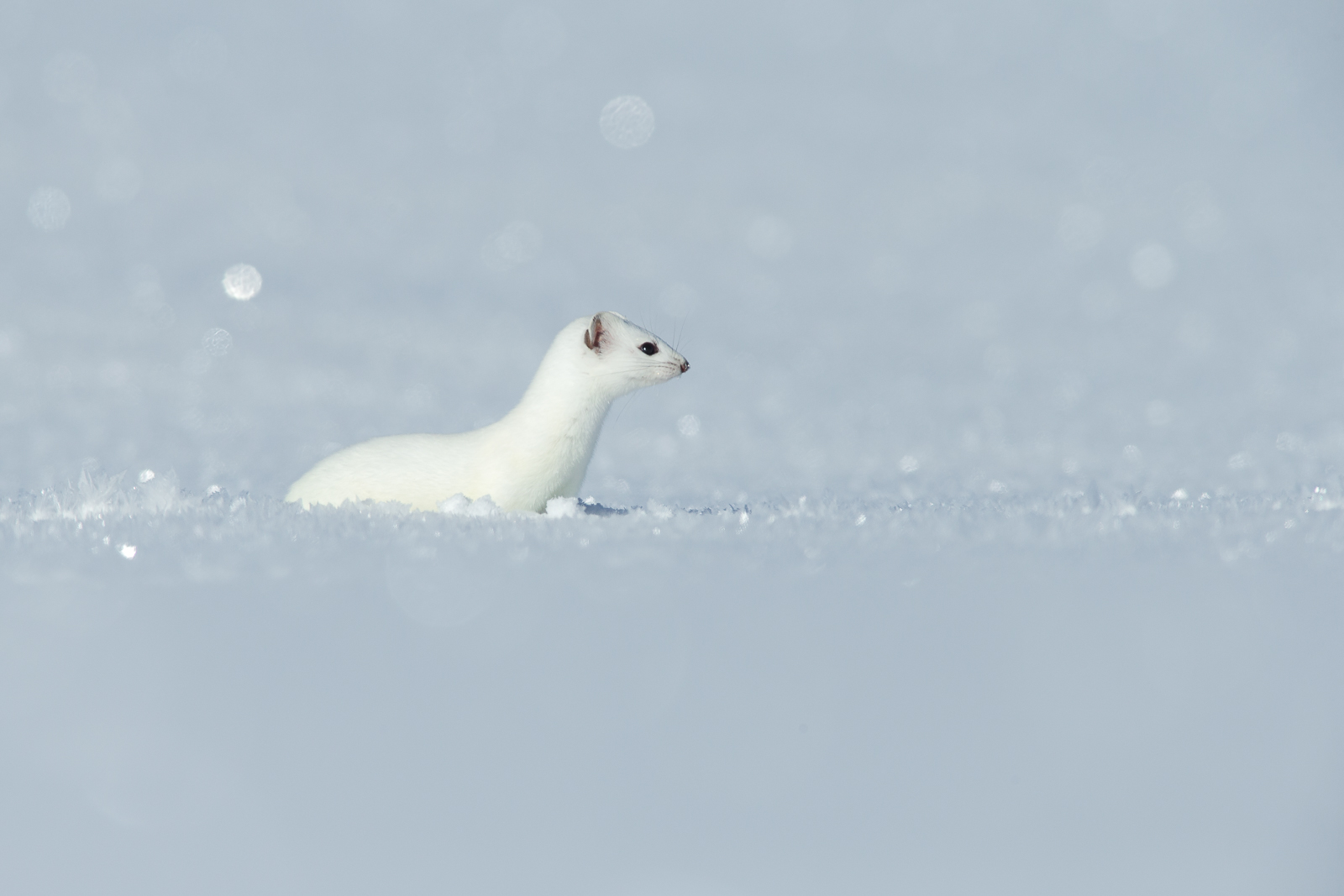White Ermine 7